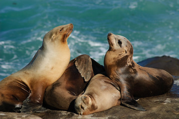Obraz premium California Sea lions (Zalophus Caslifornianus)