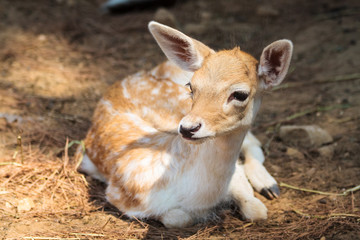 Fawn in the National Park of Thassos