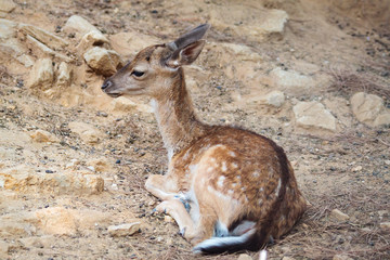 Fawn in the National Park of Thassos