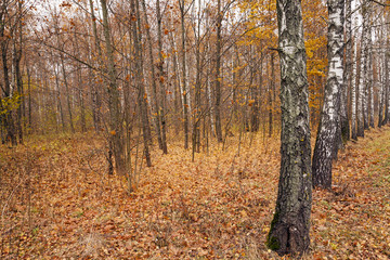 Obraz premium the autumn wood 