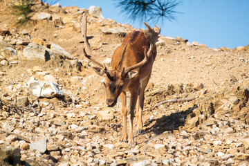 Mountain deer in the National Park of Thassos