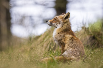 Wild red fox