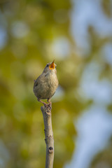 Eurasian Wren (Troglodytes troglodytes)