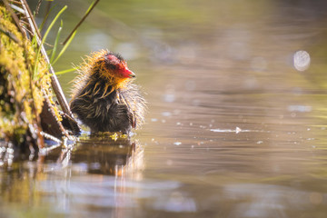 Coot chick