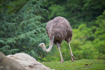 Ostrich walking © Sander Meertins