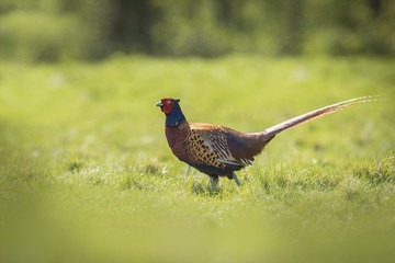 Male Pheasant stepping