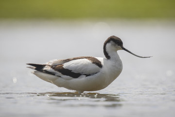 Pied Avocet