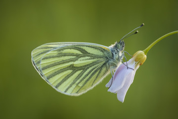 Butterfly on cuckooflower