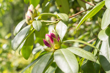 Azalea bud in sunny spring garden and green leaves