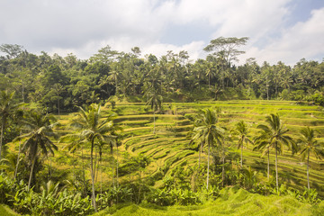 Obraz premium terraced paddy fields, Bali, Indonesia