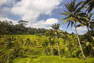Fototapeta na wymiar terraced paddy fields, Bali, Indonesia
