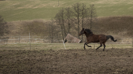 Horse galopping in hopscotch rural