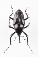 The mysterious world of insects