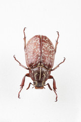 The mysterious world of insects