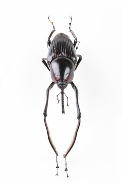 The mysterious world of insects