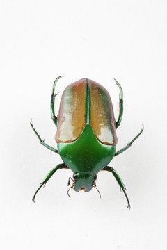 The mysterious world of insects