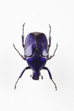 The mysterious world of insects