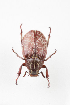 The mysterious world of insects