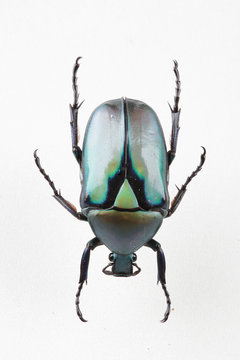 The mysterious world of insects