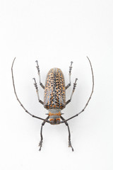 The mysterious world of insects