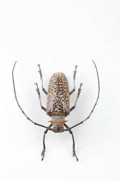 The mysterious world of insects