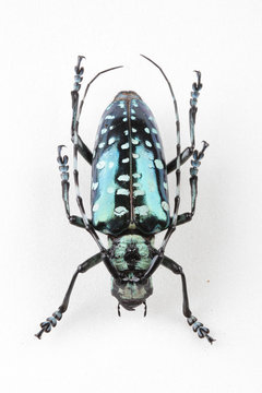 The mysterious world of insects