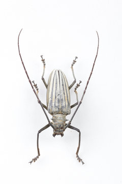 The mysterious world of insects