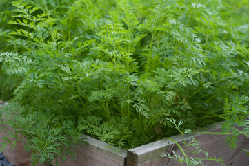 Picture of  young carrot plants in a vegetable garden