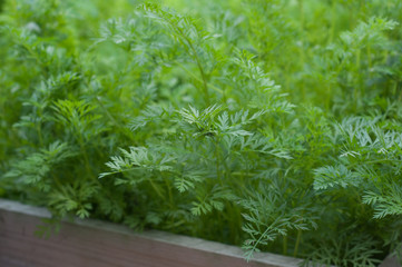 close up of carrots growing in a backyard vegetable garden