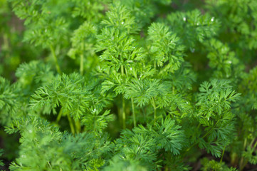 close up of carrots growing in a backyard vegetable garden