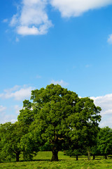 Fototapeta na wymiar Green Landscape and Blue Sky