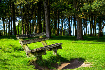 Wooden Bench near the Forest in the Park