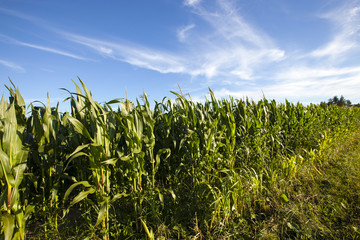 corn field  