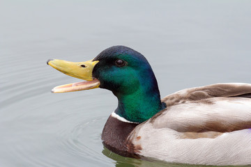 Male Drake Mallard Duck