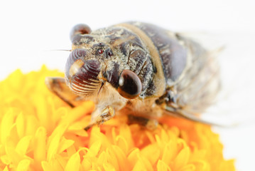 Cicada