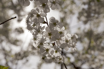 the blossoming fruit-trees  