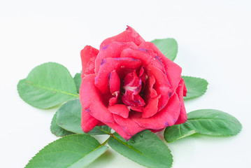 Red rose isolated