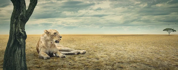 Poster Lion Lionne au repos