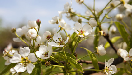 blossoming trees  