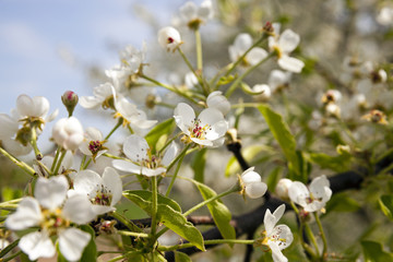 apple-tree flowers 