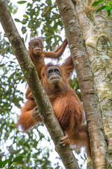 Female orangutan with a baby hanging on a tree in Gunung Leuser