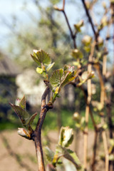 the blossoming fruit-trees  