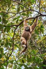 White gibbon hanging on a tree in Gunung Leuser National Park, S