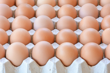 Chicken eggs in paper tray