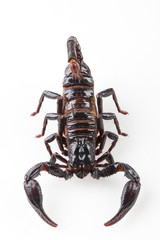 The mysterious world of insects