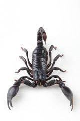 The mysterious world of insects