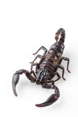 The mysterious world of insects