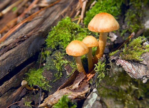 Mushrooms green moos