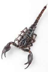 The mysterious world of insects