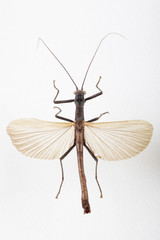 The mysterious world of insects